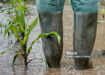 🌾 Jamaican Farms Reel from Hurricane Melissa — Food Shortage Fears Grow