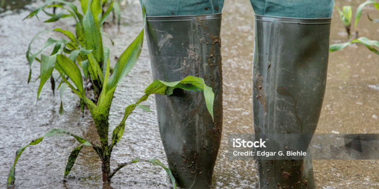 🌾 Jamaican Farms Reel from Hurricane Melissa — Food Shortage Fears Grow